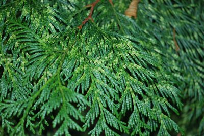 Thuja plicata 'Zebrina' - zerav obrovský 'Zebrina - část větévky